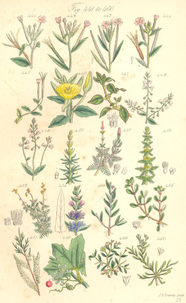 WILD FLOWERS. Milfoil Loosestrife Purslane Bryony Strapwort. SOWERBY 1890